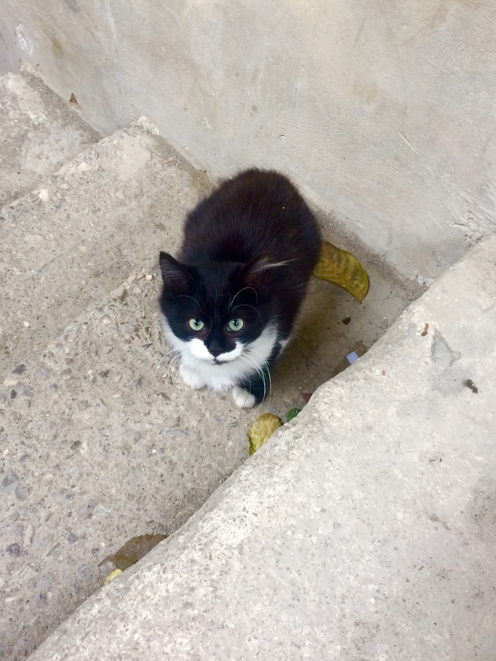 Crimean little animals - My, cat, Piggy, Dog, Crimea, Yalta, Animals, Tramp, Autumn, Longpost