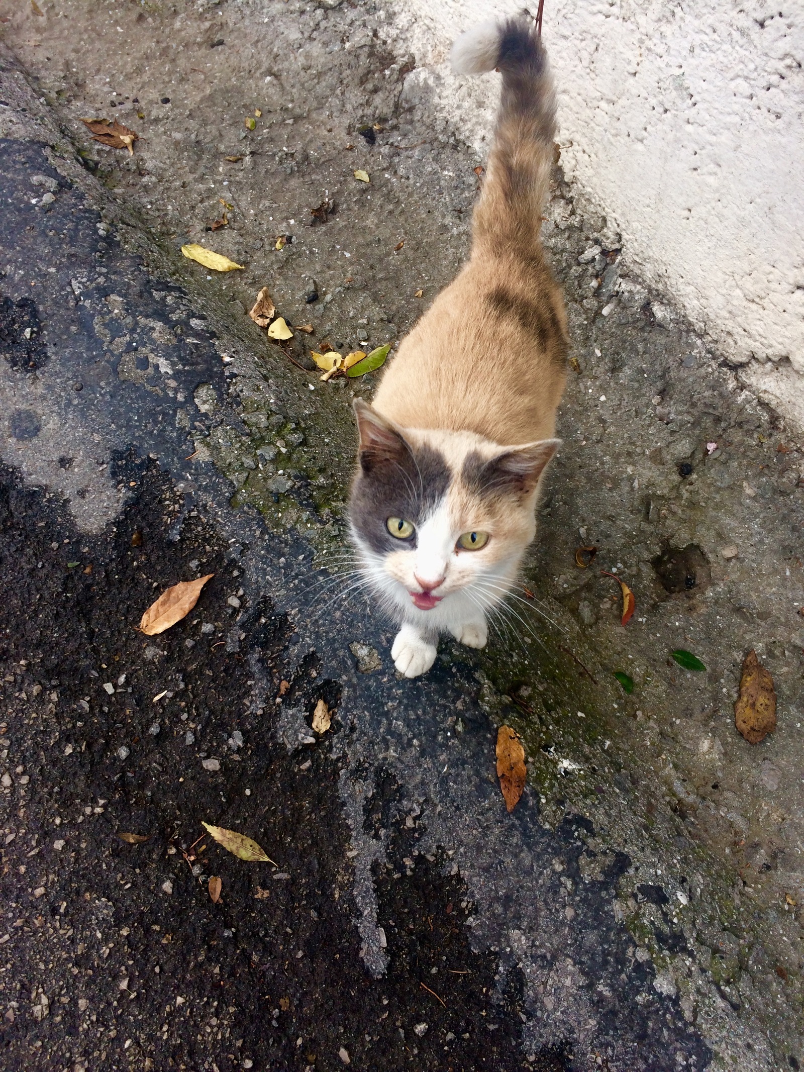 Crimean little animals - My, cat, Piggy, Dog, Crimea, Yalta, Animals, Tramp, Autumn, Longpost