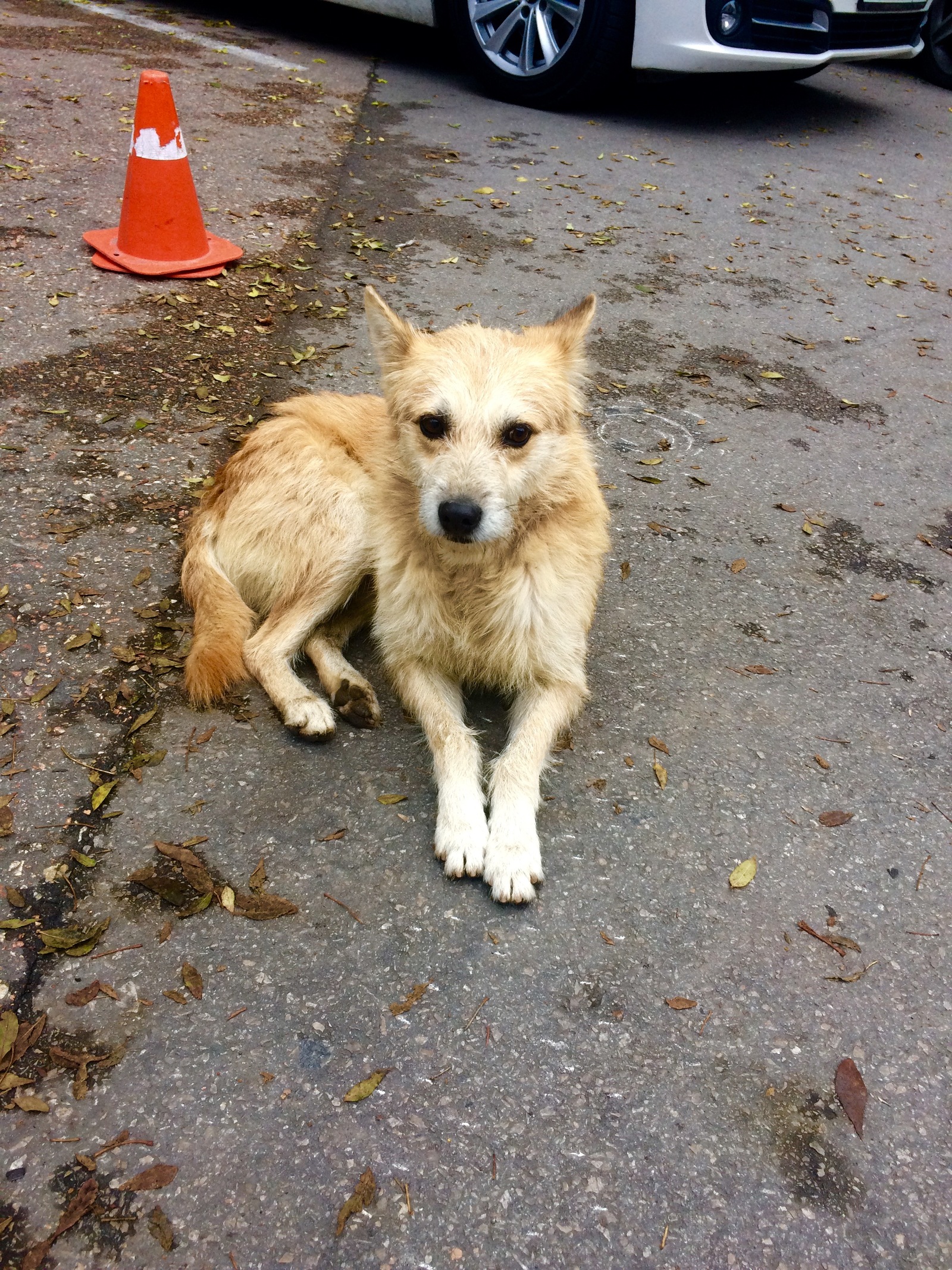 Crimean little animals - My, cat, Piggy, Dog, Crimea, Yalta, Animals, Tramp, Autumn, Longpost