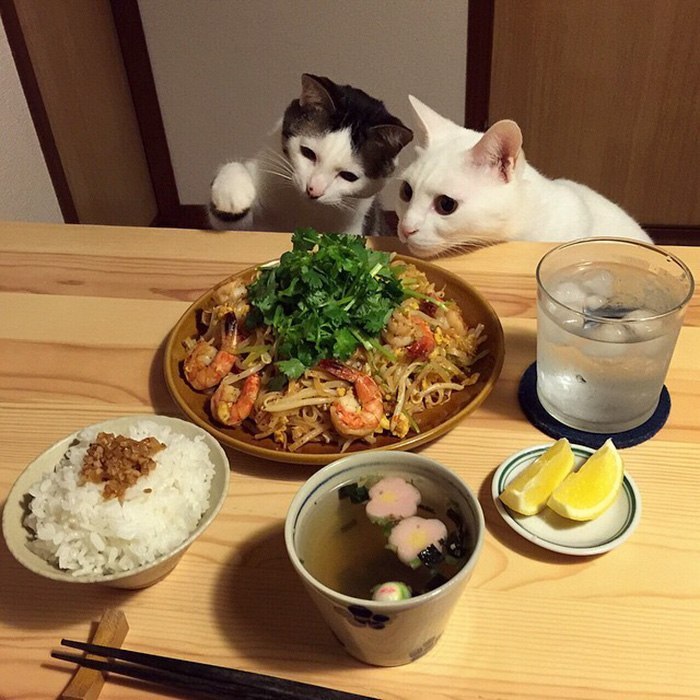 The reaction of two cats to the food of their owners - , Food, Longpost, cat