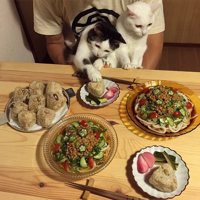 The reaction of two cats to the food of their owners - , Food, Longpost, cat