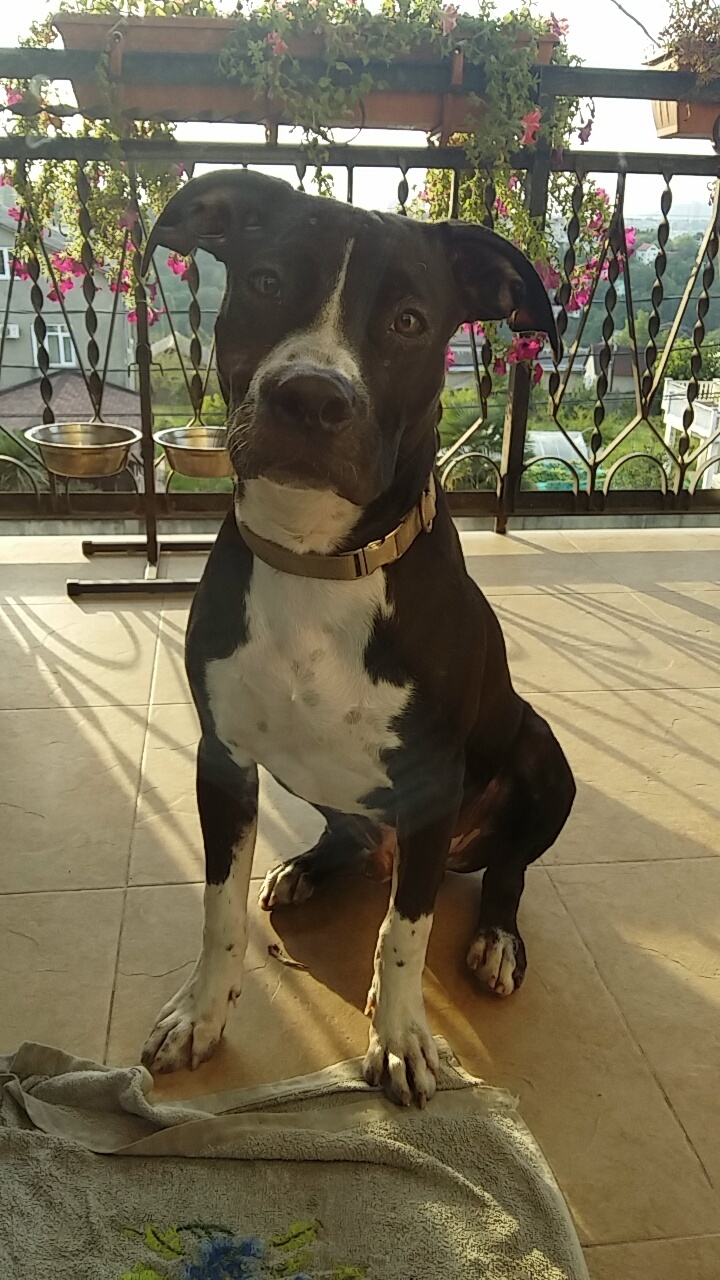 My pit bull - Pitbull, My, Longpost