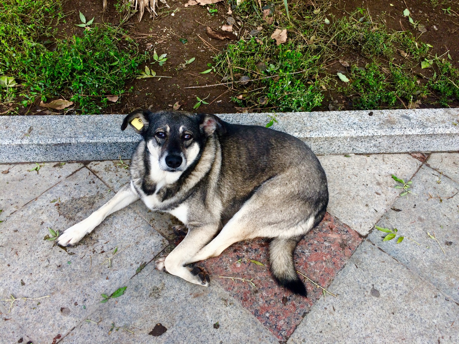 Crimean little animals - My, cat, Piggy, Dog, Crimea, Yalta, Animals, Tramp, Autumn, Longpost