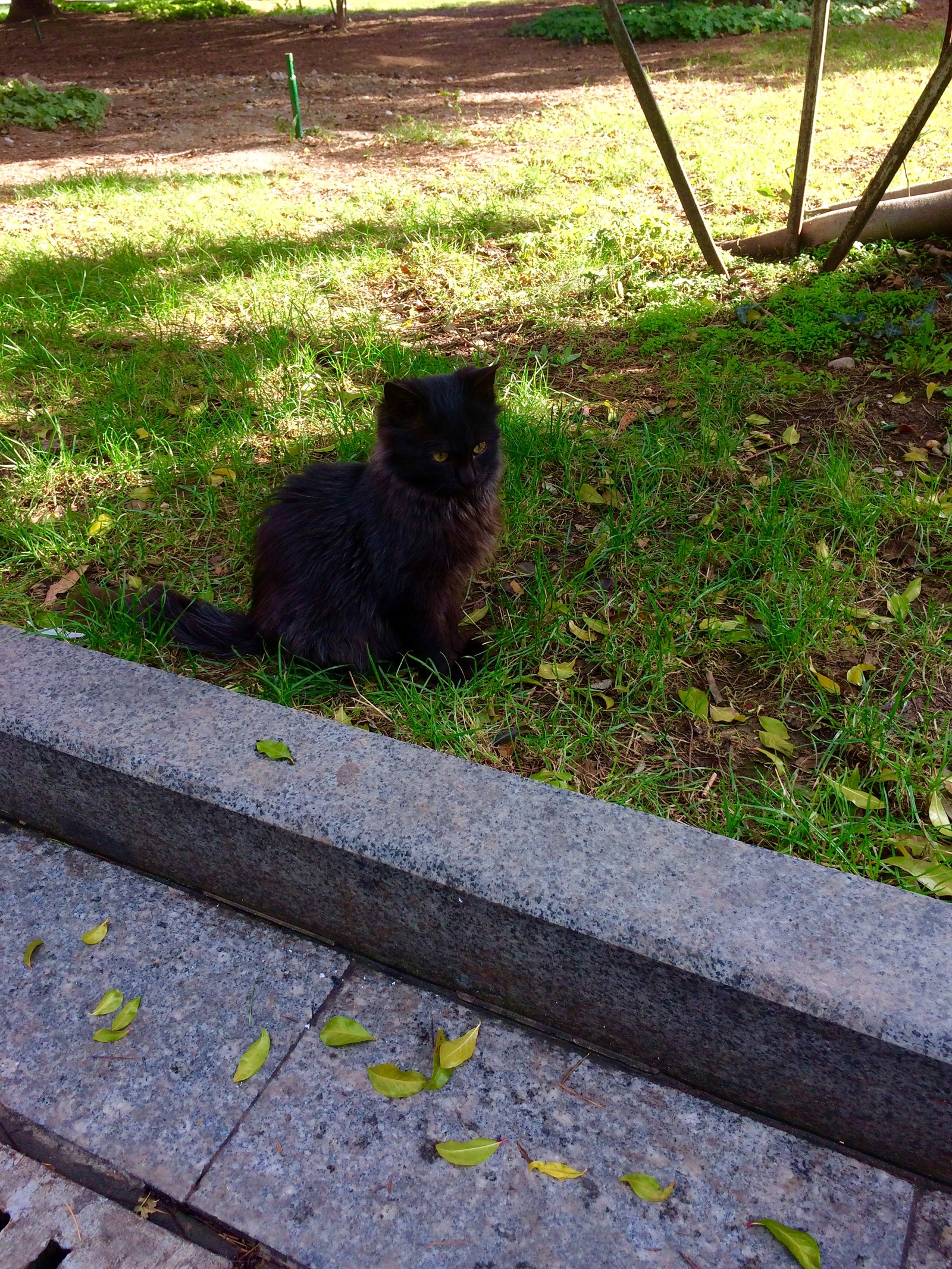 Crimean little animals - My, cat, Piggy, Dog, Crimea, Yalta, Animals, Tramp, Autumn, Longpost