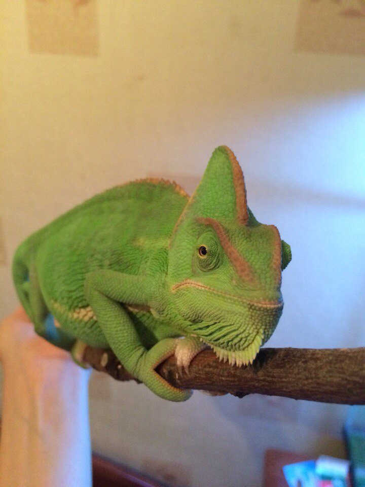 In response to @pyshchpyshch's post about changing the color of a chameleon. - My, Chameleon, Terrariumistics, Reptiles, Longpost