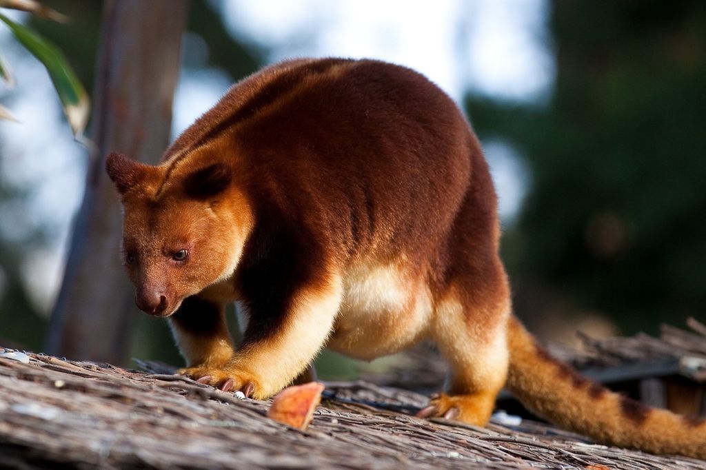 Kangaroo Goodfellow (lat. Dendrolagus goodfellowi) - Kangaroo, Goodfellow, Longpost, Video