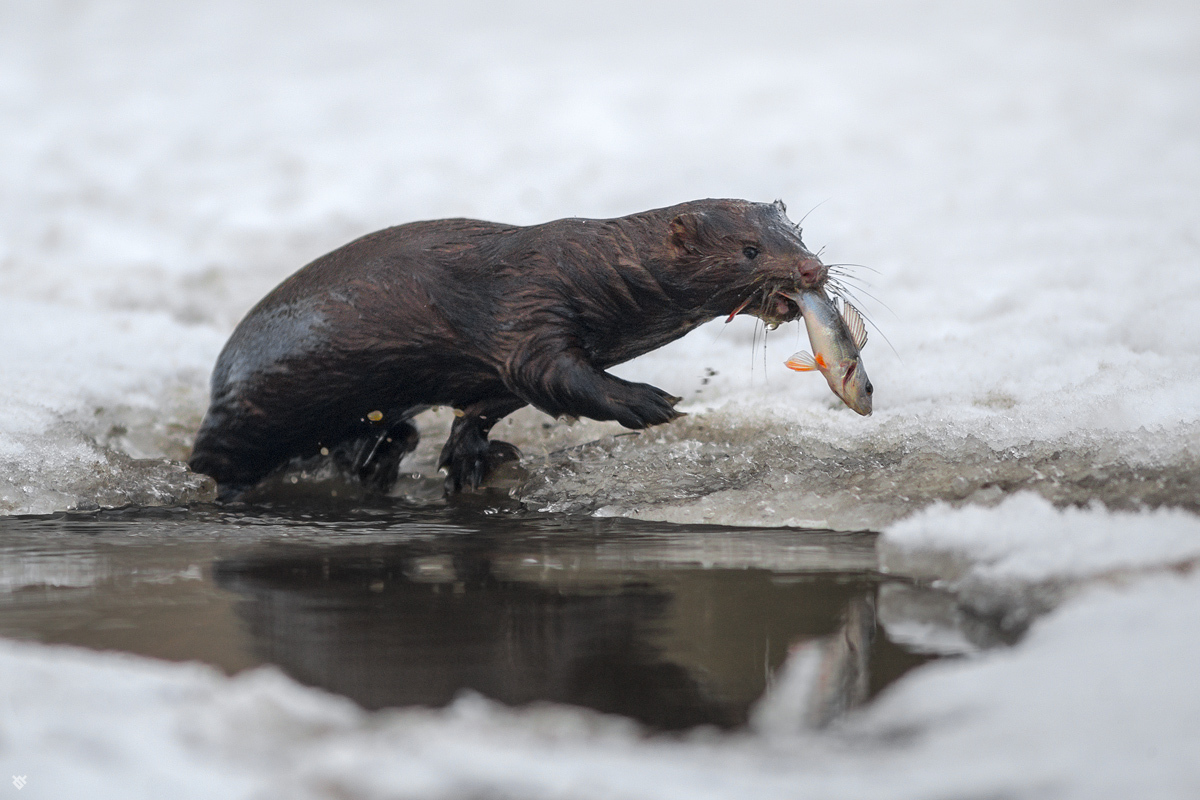 Winter fishing - Photo, Mink, Fishing, A fish, Winter