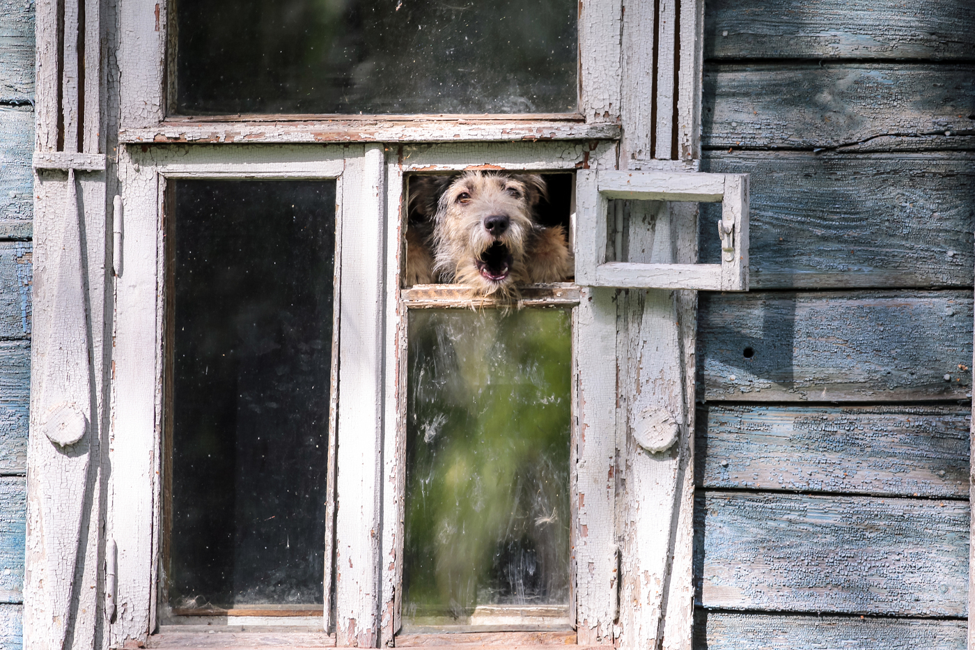 Who are you? I didn't call you ... - Photo, Dog, Window, Who are you