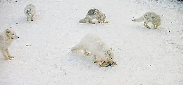 Today these friends visited the rig - Tundra, Drilling, Arctic fox, Gang