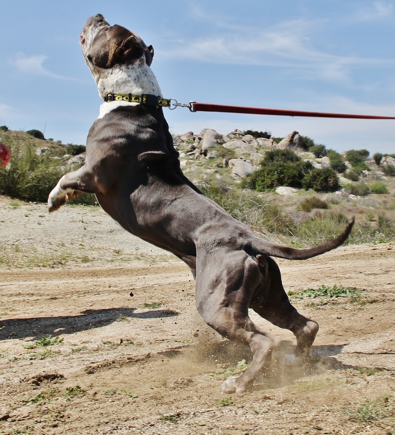 American bully. Kindness and devotion. - , American Bully, Dog, Breed, Copy-paste, Longpost