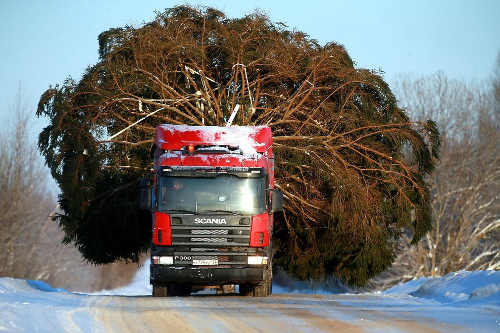 The holiday comes to us - Christmas trees, New Year