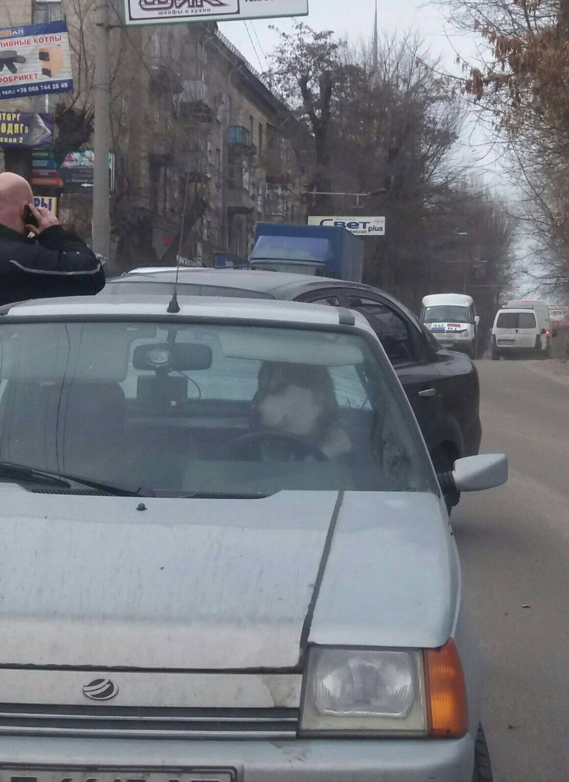 Едешь с утра на работу, а тебя пес подрезает.. - Собака, Водитель, Машина