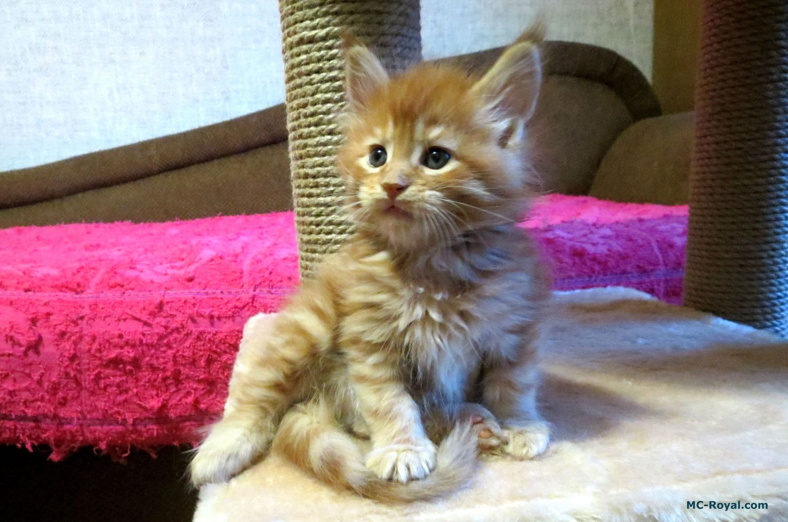 I'm little Ksyushka, and I'm not your toy! - My, Maine Coon, Cats and kittens, cat