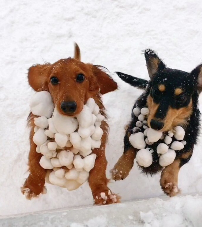 They've been turning themselves into snowmen for the past 10 minutes - Dog, Snow, Winter, Milota