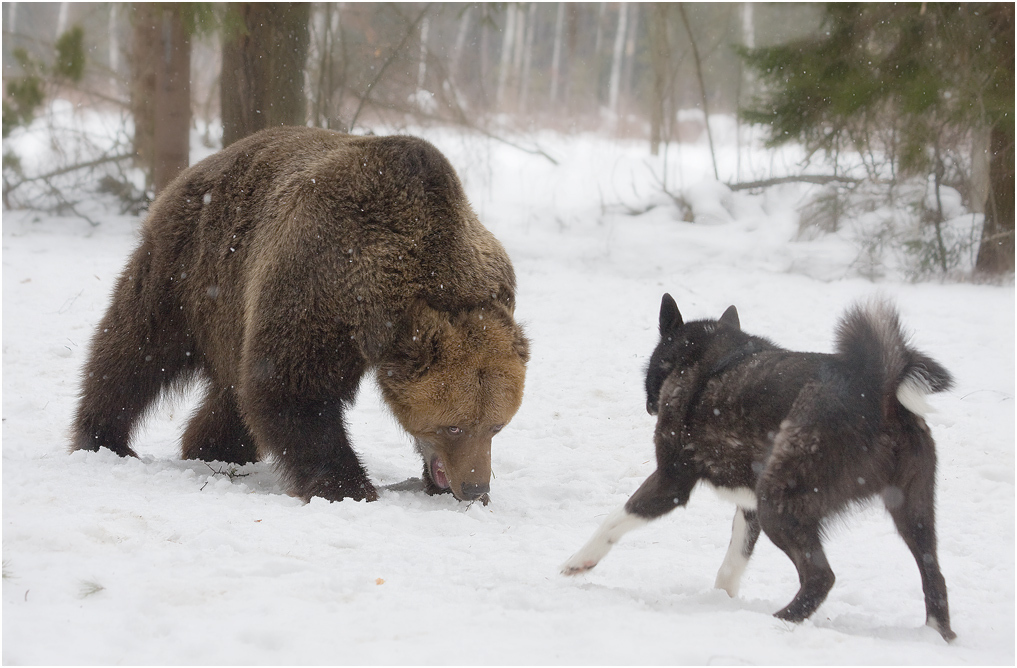 Meeting in the woods - Photo, Dog, The Bears