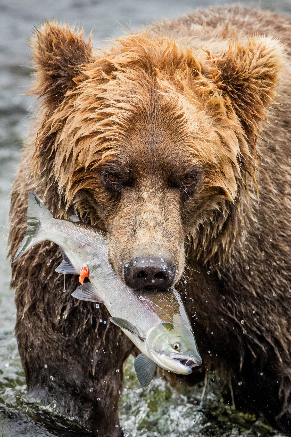аляска медведи на рыбалке