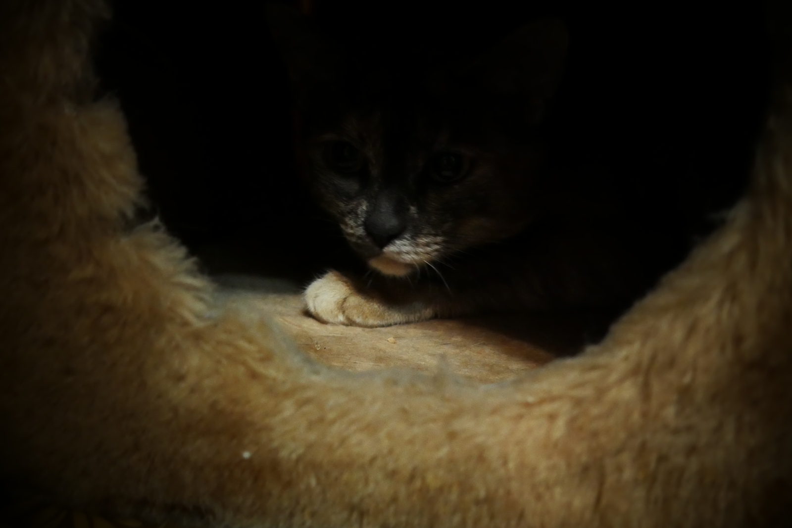 Rare frame - My, cat house, Suddenly, cat