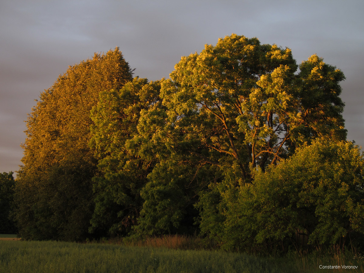 Photos from the farm 2 - My, Photo, Landscape, Nature, Sunset, Evening, Tree, Longpost