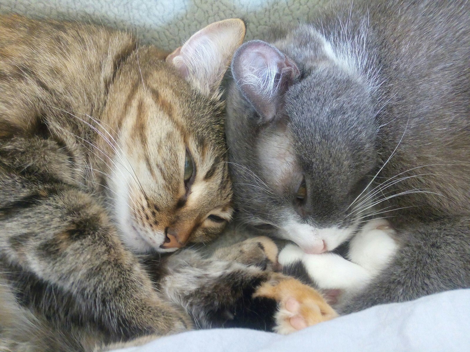 Звук мамы кошки зовущей. Мама кошка и котенок. Мама кошка с двумя котятами.
