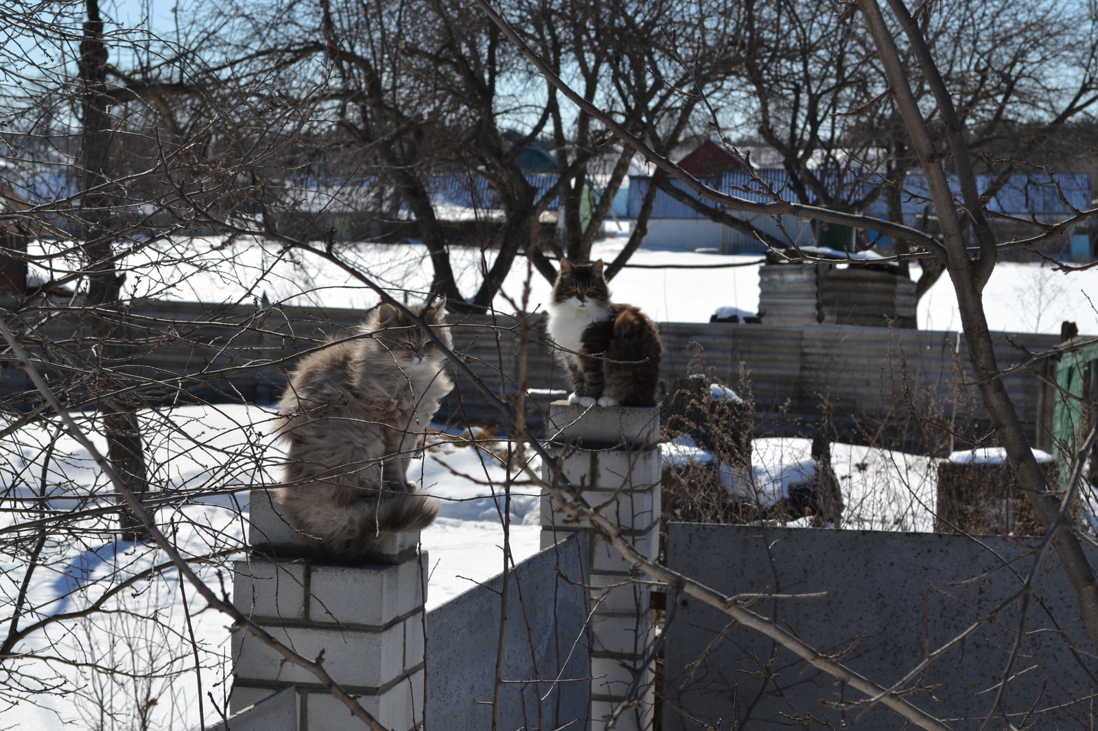 ПРО ТИМКУ - Моё, Тимка, Кот, Вода, Игры, Длиннопост