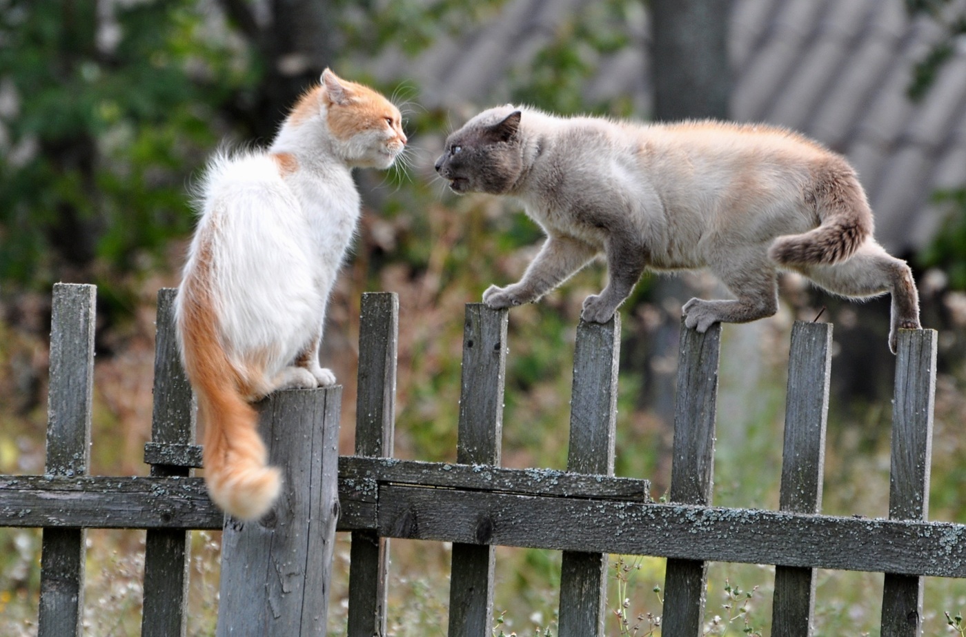 Confrontation - Photo, cat, Fence