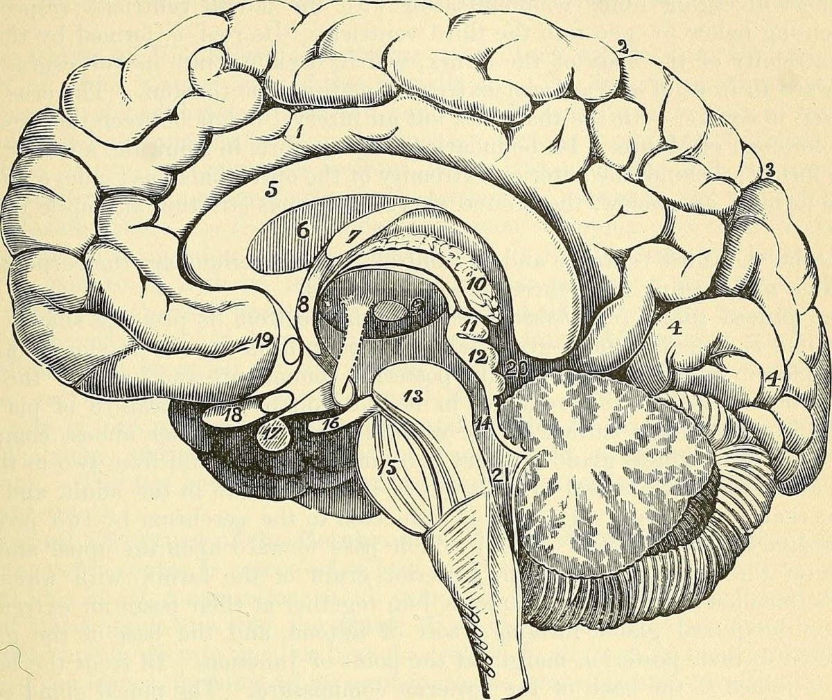 Falling in love is associated with a decrease in the volume of gray matter - Love, Brain, The science, Longpost