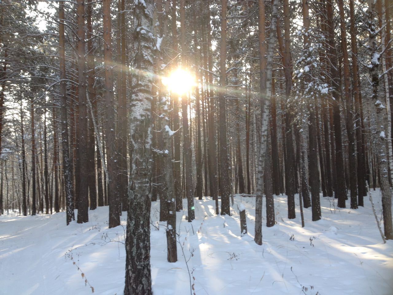 Aidashki - My, Winter, Story, Christmas trees, Longpost