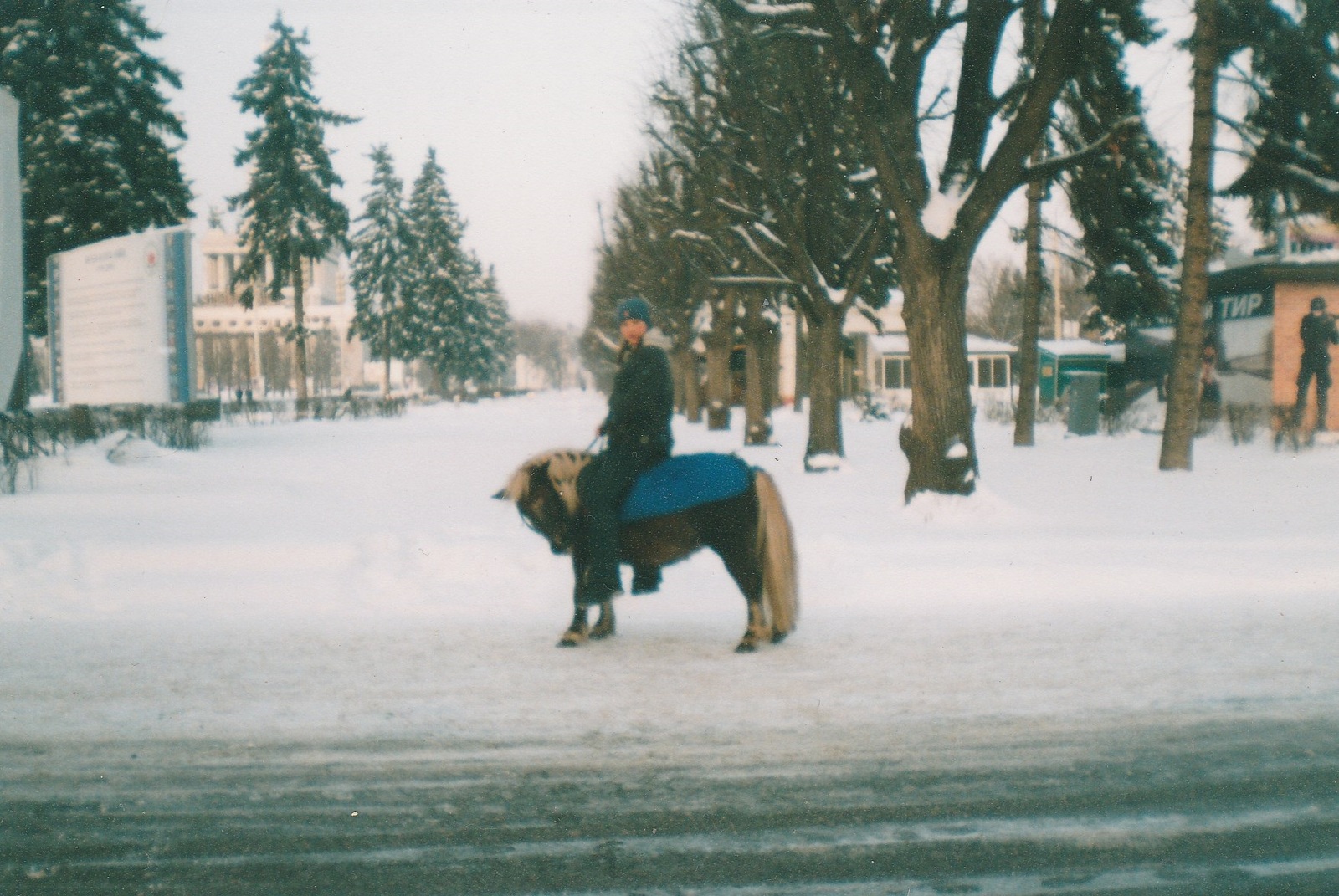 About the cruelty of the snaffle - My, Horses, Pony