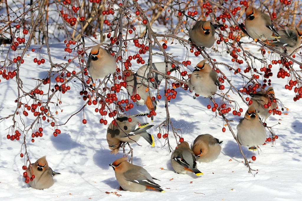 Winter has its colors... - Winter, Birds