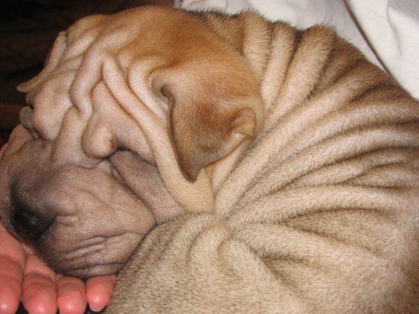 Beloved friend. - My, Dog, Shar Pei, Longpost