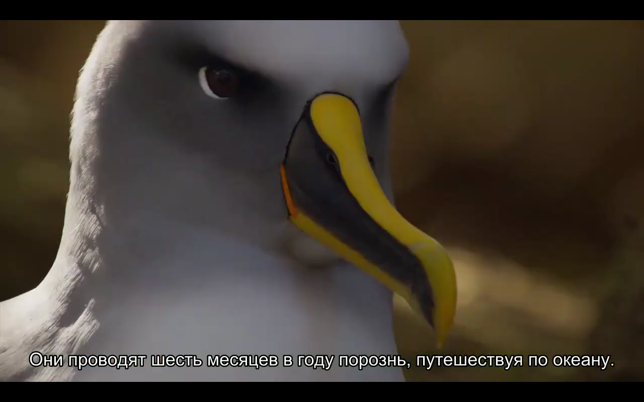 Love story of one bird - Albatross, BBC, Planet Earth, Nature, Island, Birds, Longpost