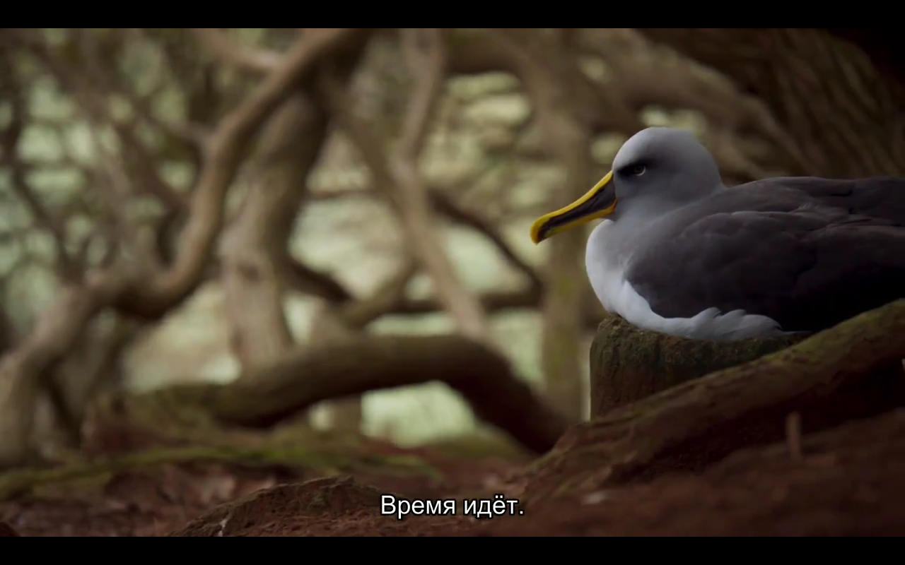 Love story of one bird - Albatross, BBC, Planet Earth, Nature, Island, Birds, Longpost