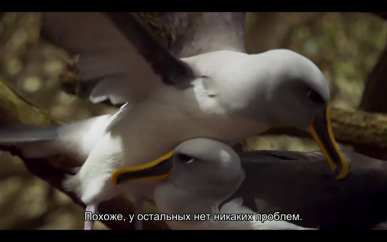 Love story of one bird - Albatross, BBC, Planet Earth, Nature, Island, Birds, Longpost