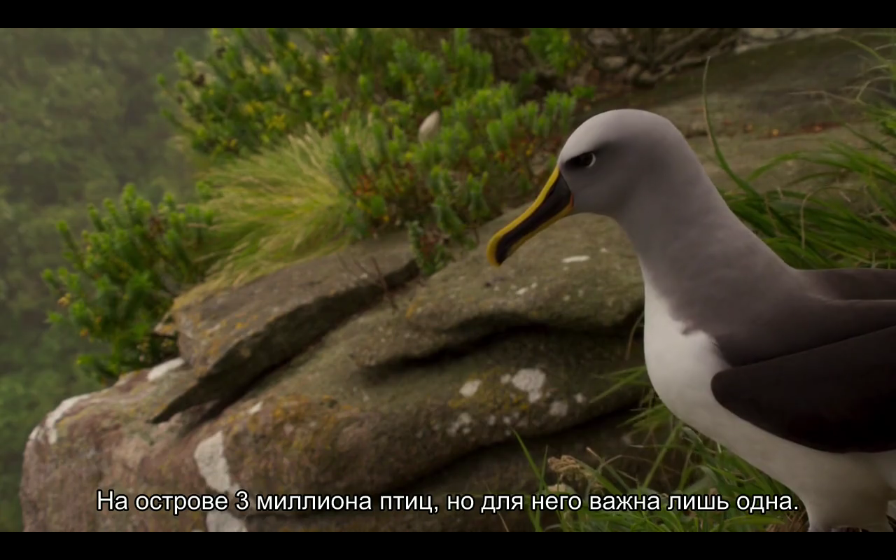 Love story of one bird - Albatross, BBC, Planet Earth, Nature, Island, Birds, Longpost