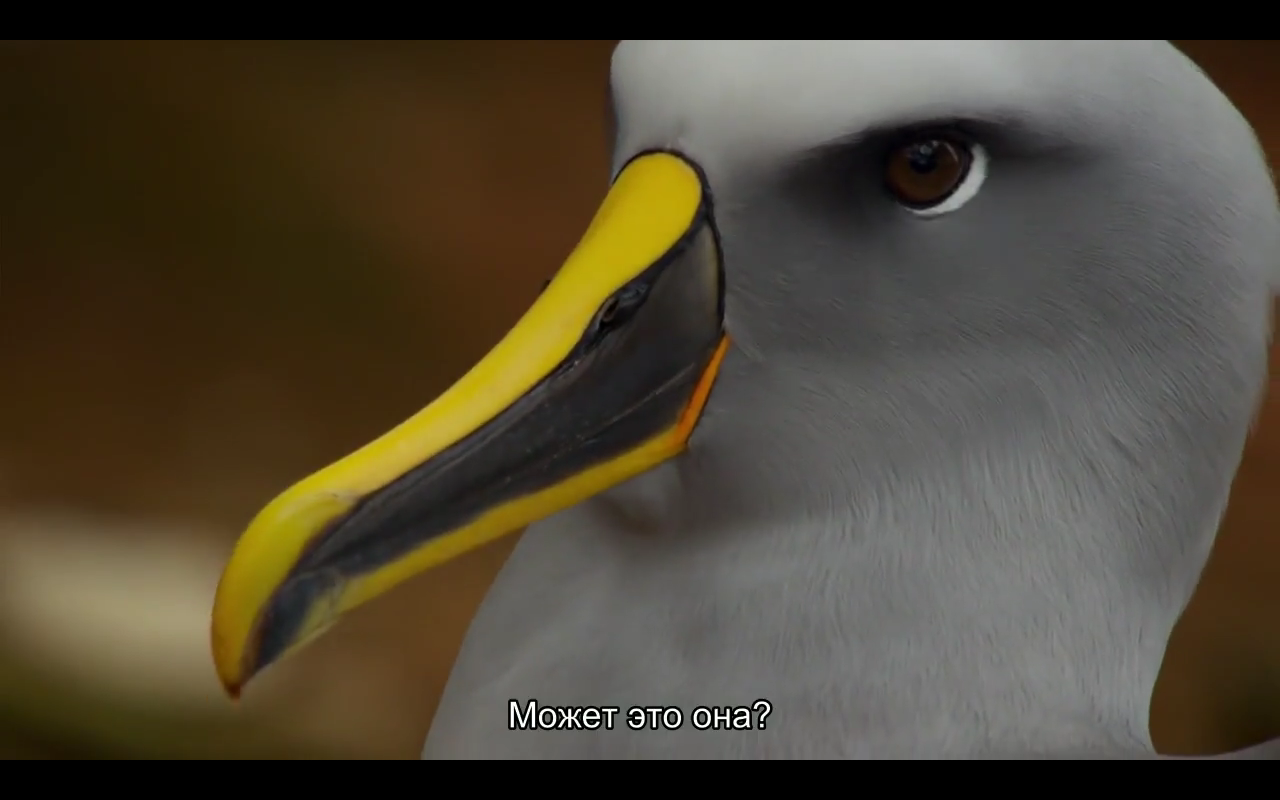 Love story of one bird - Albatross, BBC, Planet Earth, Nature, Island, Birds, Longpost