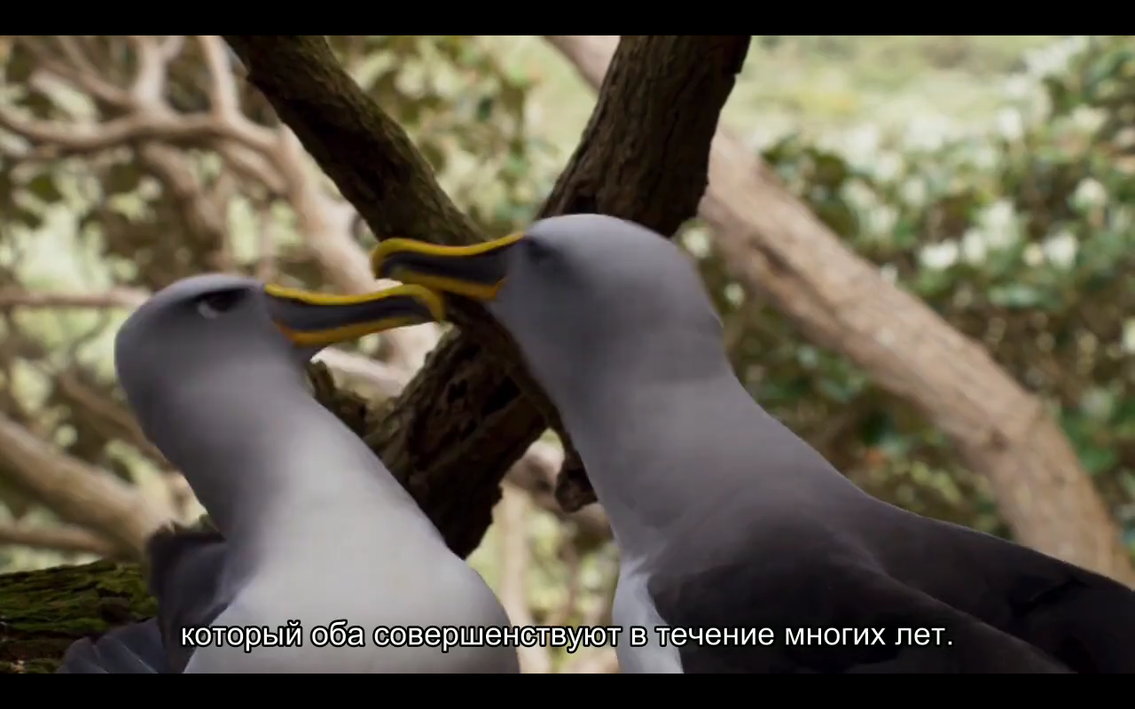 Love story of one bird - Albatross, BBC, Planet Earth, Nature, Island, Birds, Longpost