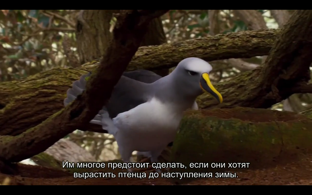 Love story of one bird - Albatross, BBC, Planet Earth, Nature, Island, Birds, Longpost