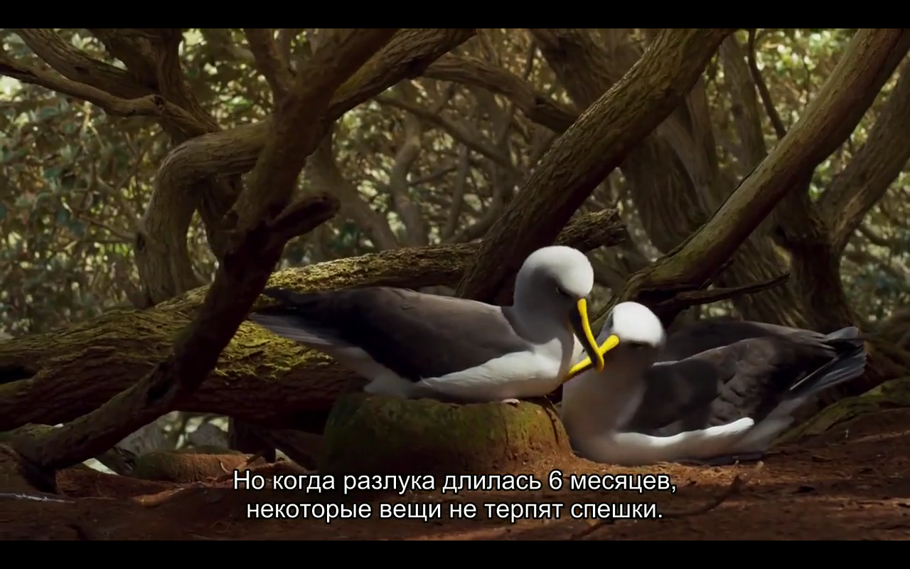 Love story of one bird - Albatross, BBC, Planet Earth, Nature, Island, Birds, Longpost