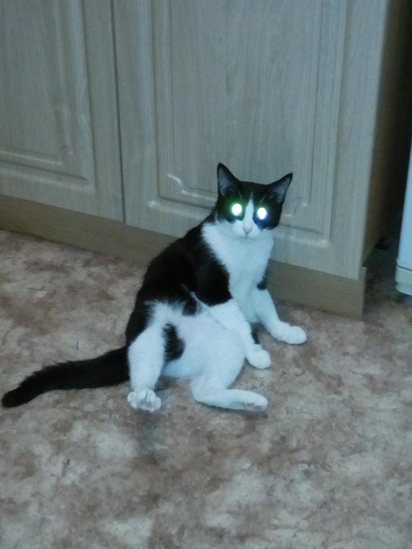 Man, you're far away, then turn it off ... - cat, Big-eyed cat, High beam, Eyes