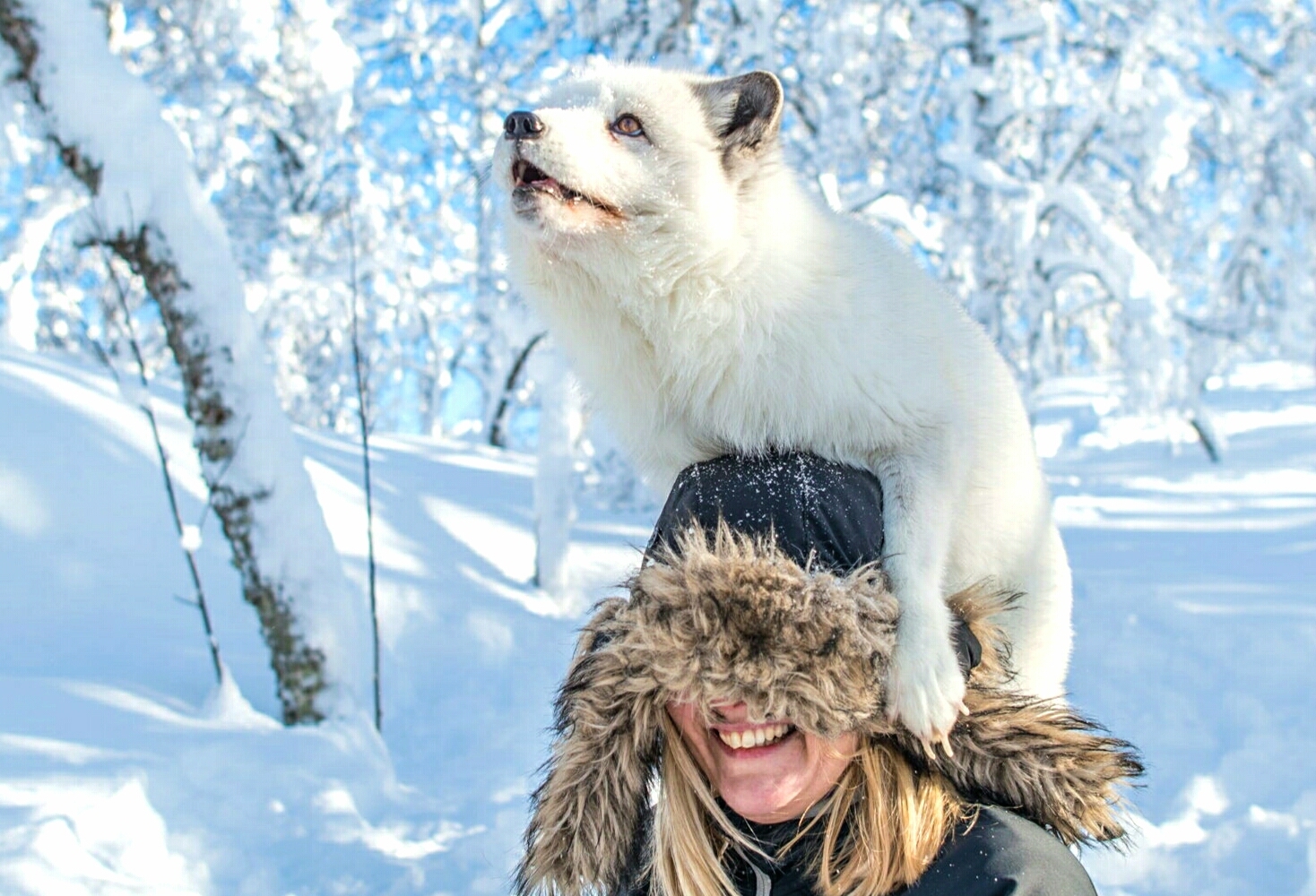 Картинки с зимним днем с животными