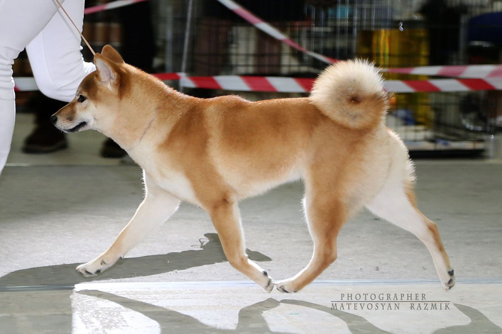 Dog show in Tolyatti. - My, Dog, Shiba, Shiba Inu, , Dog show, The photo, Exhibition