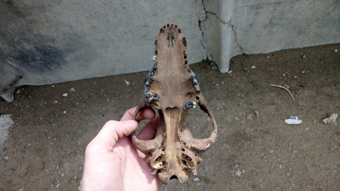 prehistoric find - Scull, Dinosaurs, Unknown crap