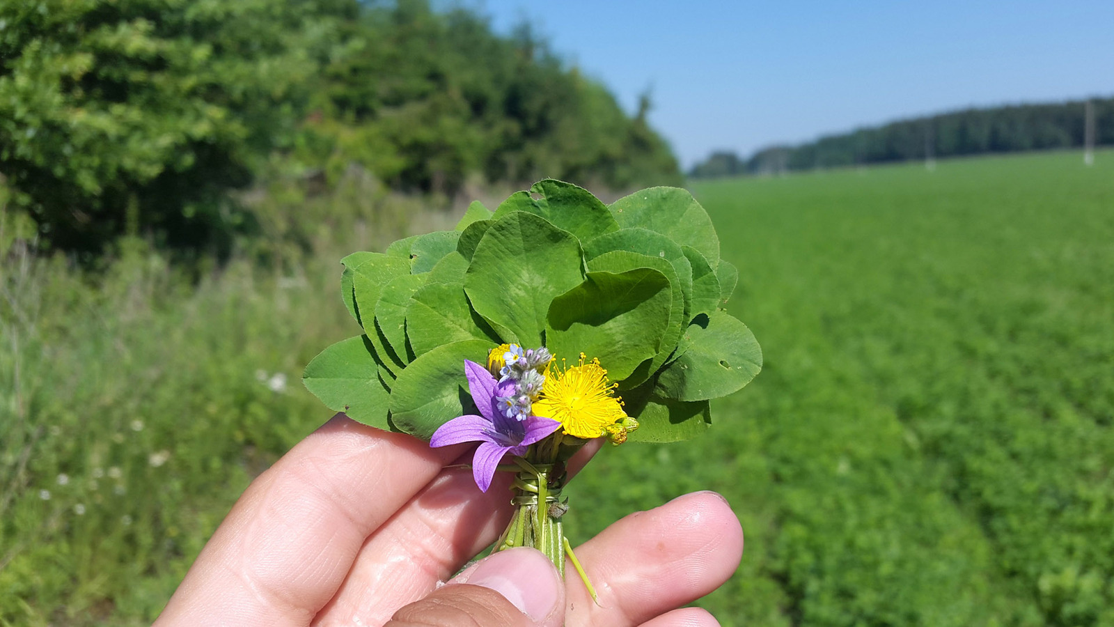 Wild camping bouquets. - My, Travels, Flowers, Bouquet, Longpost