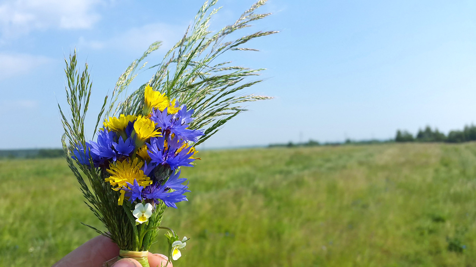 Wild camping bouquets. - My, Travels, Flowers, Bouquet, Longpost