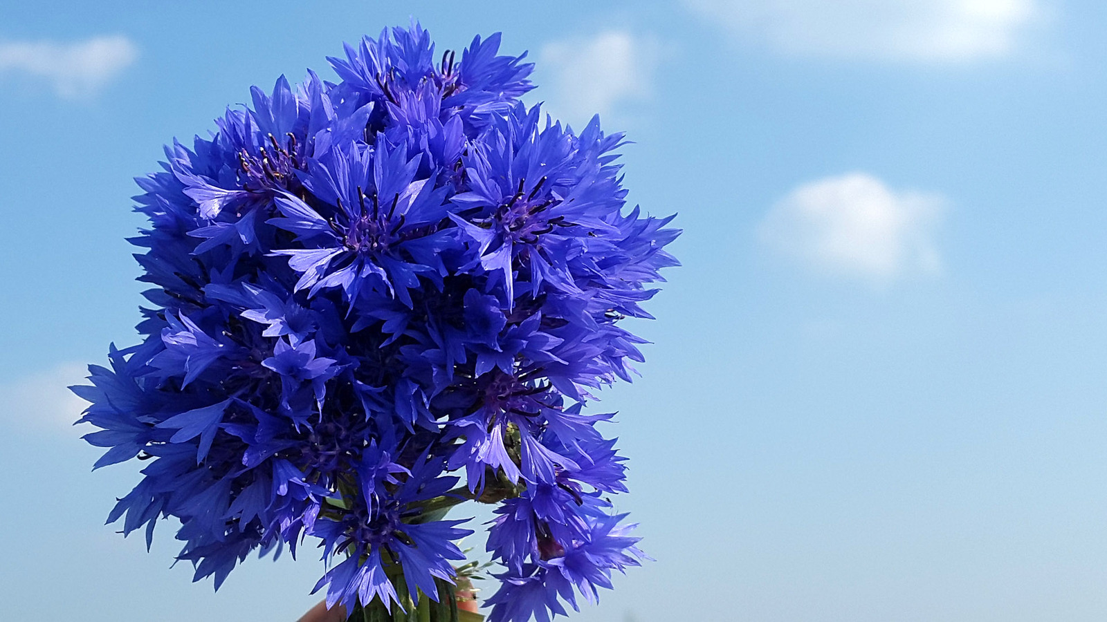 Wild camping bouquets. - My, Travels, Flowers, Bouquet, Longpost