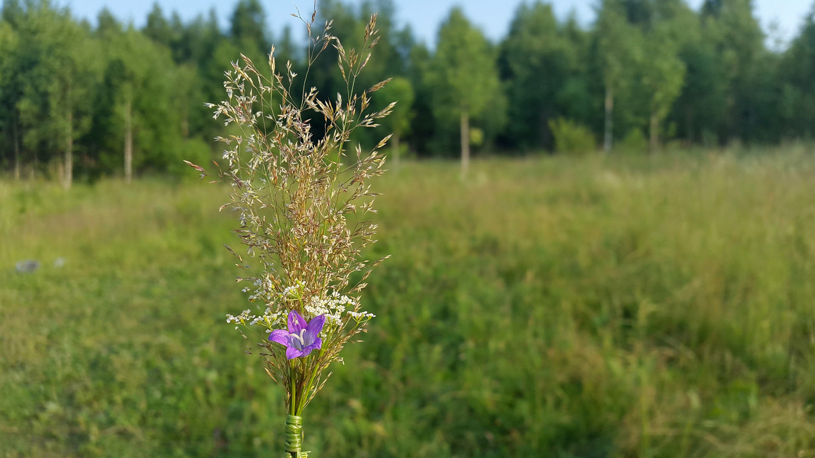 Wild camping bouquets. - My, Travels, Flowers, Bouquet, Longpost