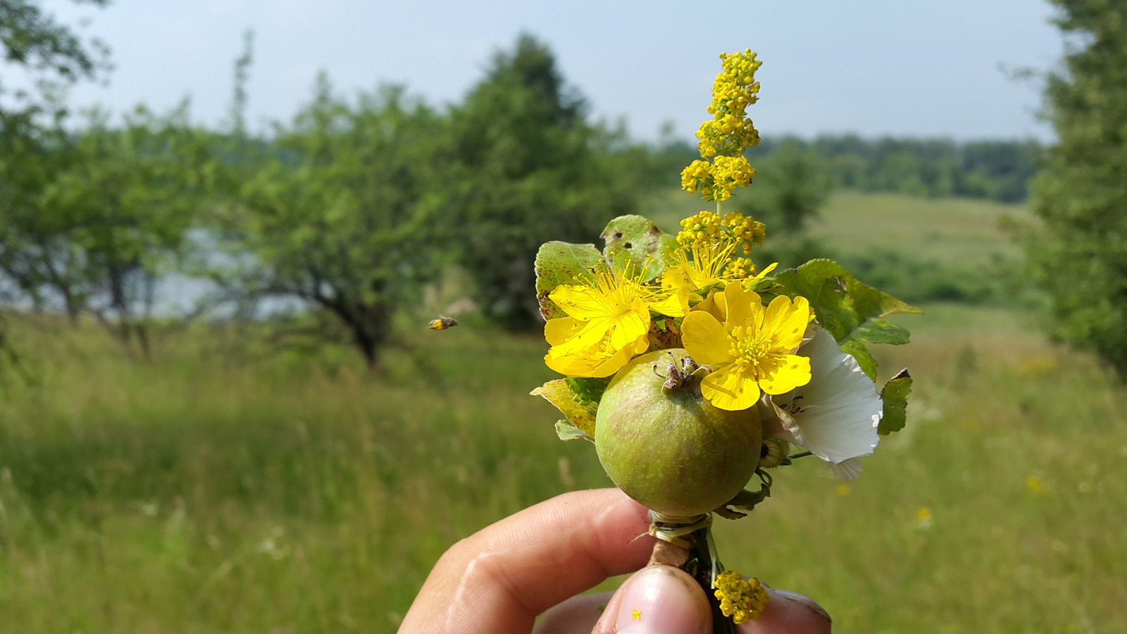 Wild camping bouquets. - My, Travels, Flowers, Bouquet, Longpost