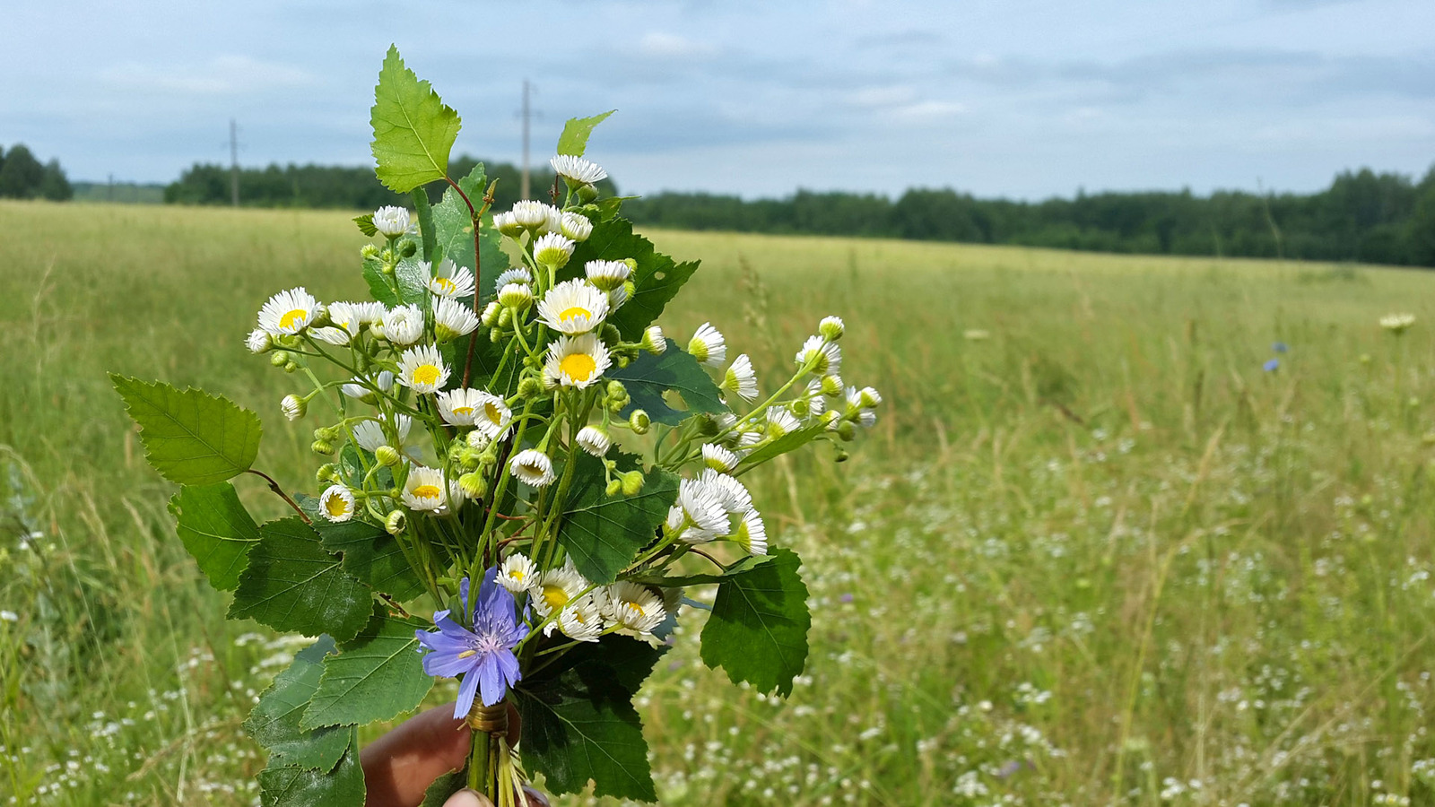 Wild camping bouquets. - My, Travels, Flowers, Bouquet, Longpost