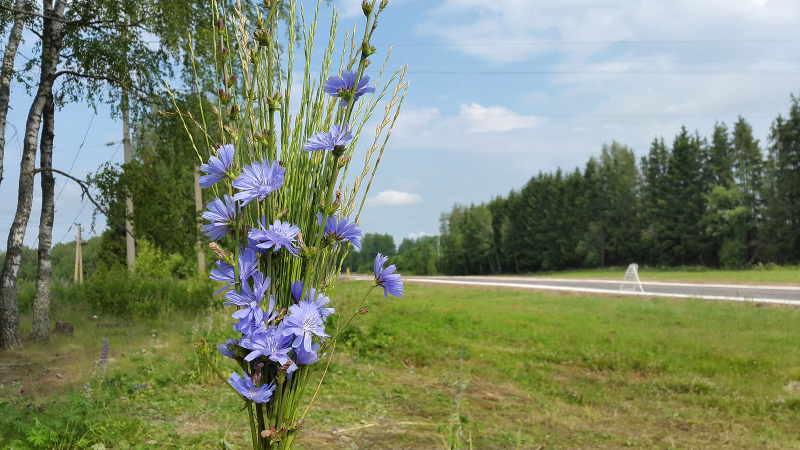 Wild camping bouquets. - My, Travels, Flowers, Bouquet, Longpost