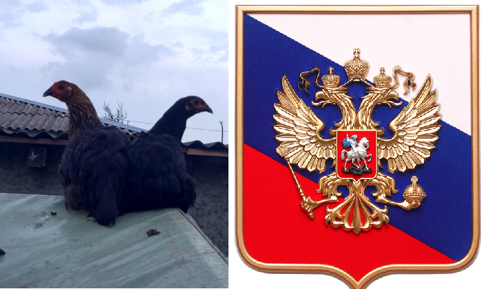 Патриоты | Пикабу
